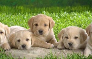 पालतू कुत्तों को लेकर सख्त नियम, रजिस्ट्रेशन और नसबंदी अब जरूरी