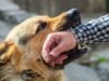 आवारा कुत्तों के हमले पर मुआवजे का प्रावधान ,जानिए नियम और दावा करने की प्रक्रिया