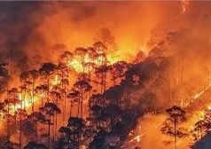 उत्तराखंड के जंगलों में धधक रही आग: 350 से ज्यादा घटनाएं, सैकड़ों हेक्टेयर वन संपदा खाक