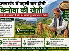 उत्तराखंड में पहली बार होगी किनोवा की खेती, किसानों की आय बढ़ाने के लिए 100 एकड़ में शुरू होगा पायलट प्रोजेक्ट