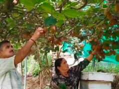 चार कीवी पौधों से शुरू किया सफर, अब खेती से कमा रहे 50 हजार रुपये; रिटायर्ड नायब सूबेदार ने दिखाई पहाड़ में रोजगार की राह