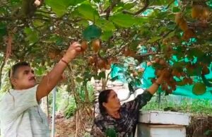 चार कीवी पौधों से शुरू किया सफर, अब खेती से कमा रहे 50 हजार रुपये; रिटायर्ड नायब सूबेदार ने दिखाई पहाड़ में रोजगार की राह